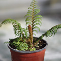 Cyathea tomentosissima (Highland Lace)